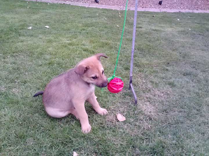 chinook dog